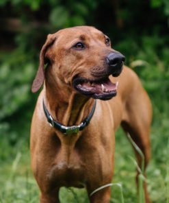 Obroża skórzana MOSS