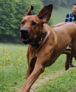 Obroża skórzana BALTIC