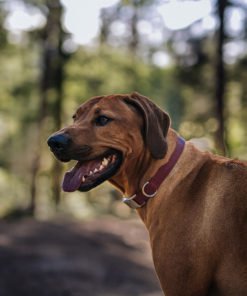 Obroża skórzana VOLCANO
