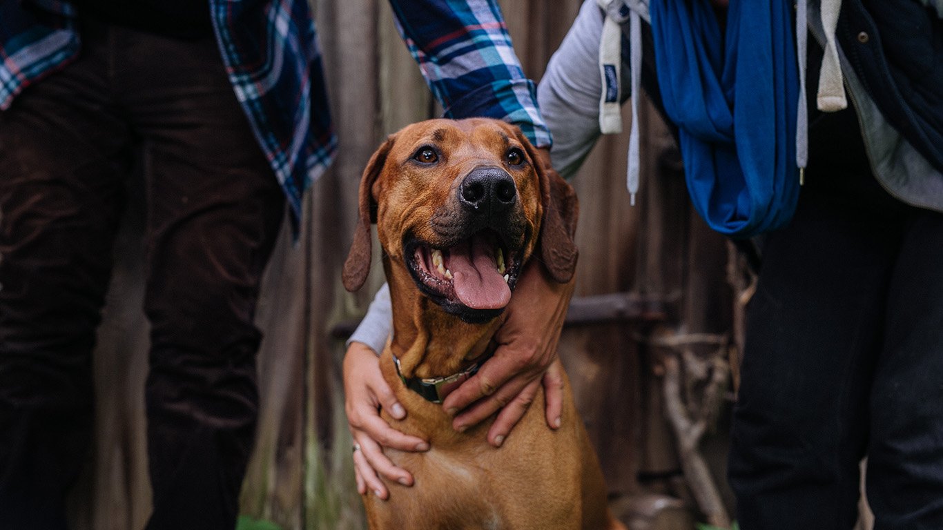 Zalety skórzanych obroży i smyczy Zalety skórzanych obroży i smyczy