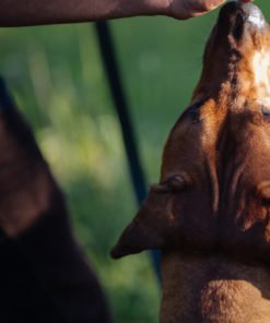 Smycz skórzana BALTIC