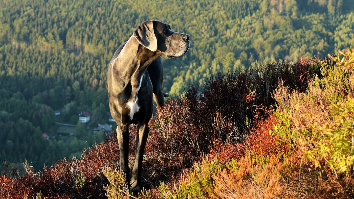 5 sposobów na zwiększenie odporności psa jesienią! 5 sposobów na zwiększenie odporności psa jesienią!