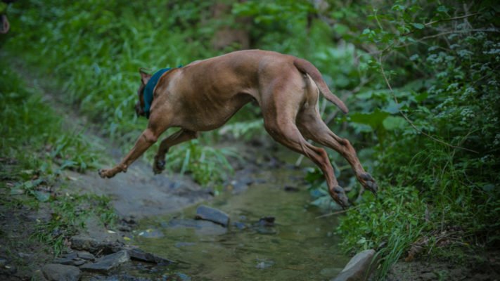 Co warto wiedzieć zanim wybierzemy się z psem w góry?