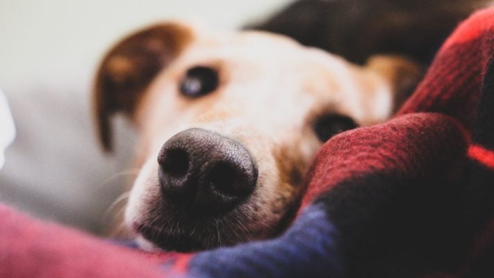 Czy Twój pies ma alergię?